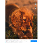 Les chien c’est les meilleurs