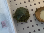 The 2 turtles