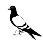 Messenger Pigeon News