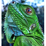Las iguana