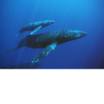 Blue whale Creators