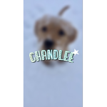 - Chandle’s apparel -