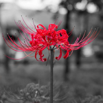 Crimson Lily