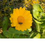 The cute sunflöwers
