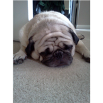 Charlie the pug group