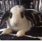 hiya :)