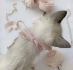 dani's closet ୨ৎ