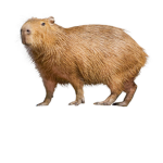 Army with capybaras