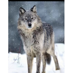 The Wolfpack awoo