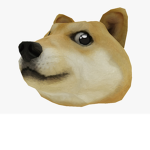 look at this doge