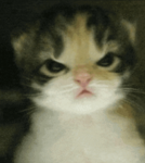 •Angry Cat Studios•