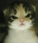 •Angry Cat Studios• Group Thumbnail