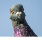 Pigeons Of The World