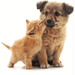 <~Furry Friends~>