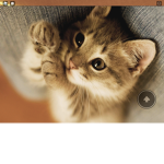 the cat people who love cats and will do anything