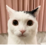 blxody