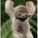 We love sloths here