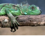 THE#IGUANA