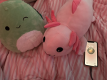 Axolotl Hangout <3 (salamander)