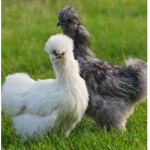 The ~Hens~