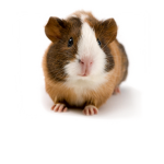 Guinea pig world!