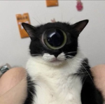 Average Paws Enjoyers