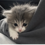 ,*stolens