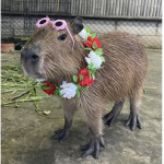 Capybaras love
