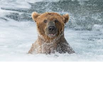 Bear group is very good and cool people yes
