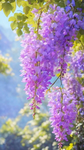 Whisteria Blossoms