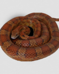 The nope rope society