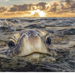 Dotty's Turtles
