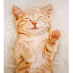 -Kitty Cat Cult-