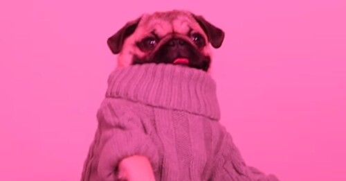 The Epic Pug Club