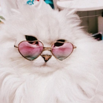 - Cat's Boutique -