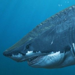 THE SHARKS RULE!