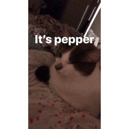 Capture the pepper!