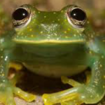 The Froggos United