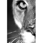 . - * Mountain Lions * - .