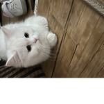 안뇽 난 귀욤둥이