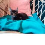 I love my grandma's cat max meow