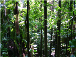 Save The Rainforests
