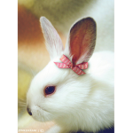 Chocolate bunny cafe