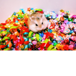 Hamsters are cute!!!!