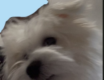 α∂σρт мє вυιℓ∂єяѕ