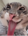 ~N0N-STOP-NOTIFICATIONS~
