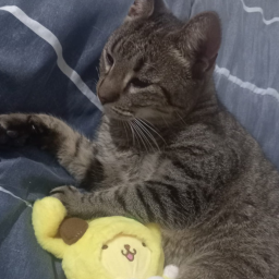 Gatita
