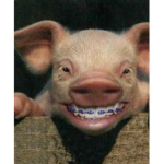 The pIgGyStErSsS