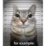 Gang ster cats