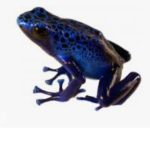 Frogs United...